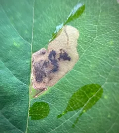 Slingerland's Plum Leafminer Moth thumbnail 3