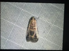 Kearfott's Acrobasis Moth thumbnail 3