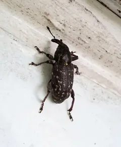 Pales Weevil thumbnail 2