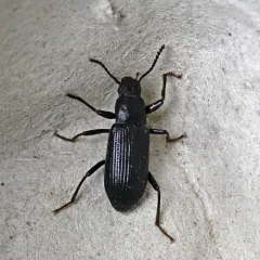 Decaying Darkling Beetle thumbnail 3