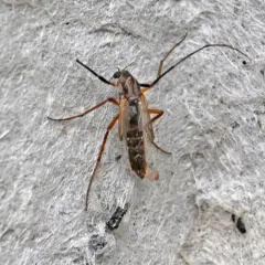 Glyptotendipes testaceus thumbnail 3