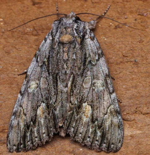 Scarlet Underwing