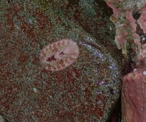 Blue Lined Chiton