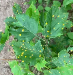 Cedar-Hawthorn Rust thumbnail 4