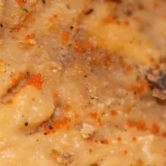 Hydropisphaera peziza thumbnail 2