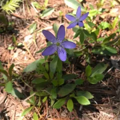 Oregon anemone thumbnail 1