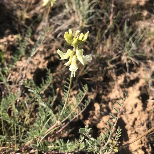 Howell's Milkvetch