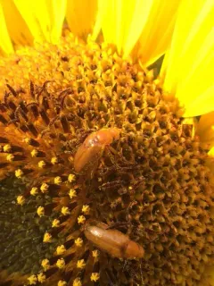 Nemognatha lurida thumbnail 2