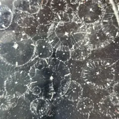 Gregarious Jelly thumbnail 3