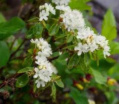 Mountain Labrador Tea thumbnail 3