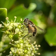 Yellow-margined Marsh Fly thumbnail 4