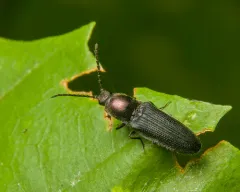 Gold-headed Click Beetle thumbnail 4