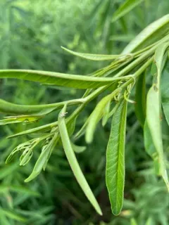 Campiglossa picciola thumbnail 4
