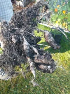 Plasmodiophora brassicae thumbnail 3
