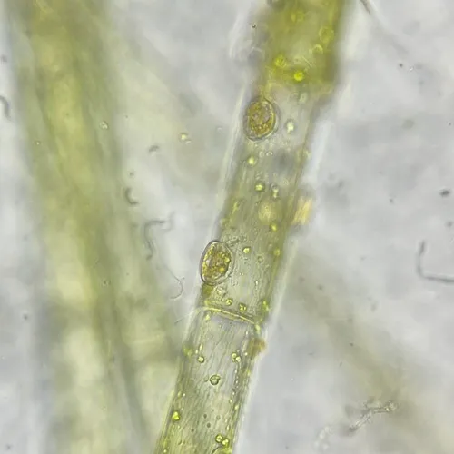 Cocconeis pediculus