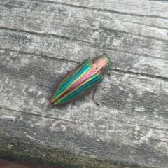 Striated Jewel Beetle thumbnail 4