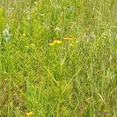 Southern Sneezeweed thumbnail 2