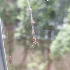 Featherlegged Orbweaver thumbnail 1