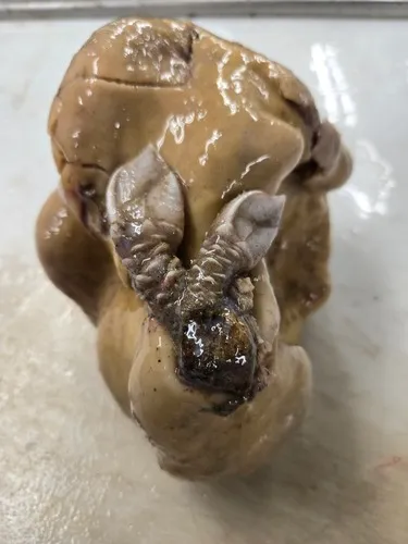 Arcoscalpellum michelottianum