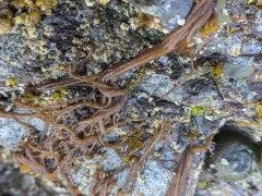 Sea Noodle thumbnail 4