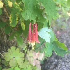 red columbine thumbnail 5