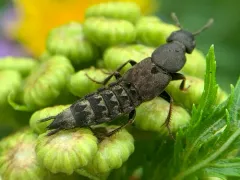 Platydracus viridanus thumbnail 3