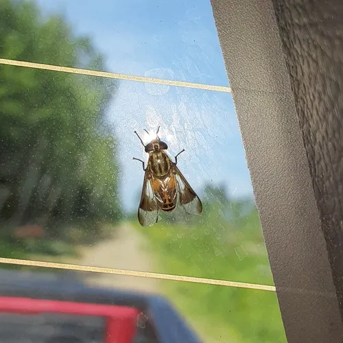 Chrysops lateralis