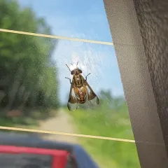 Chrysops lateralis thumbnail 1