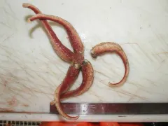 Icasterias panopla thumbnail 1
