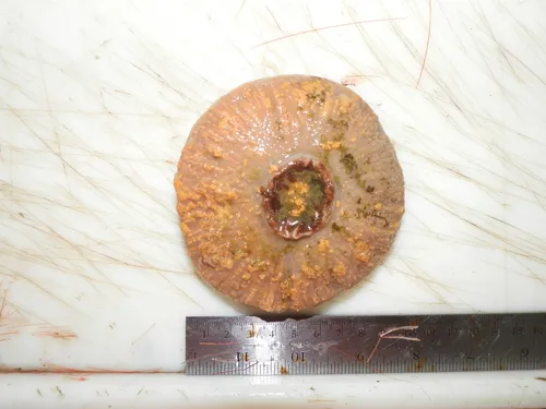 Liponema multicorne