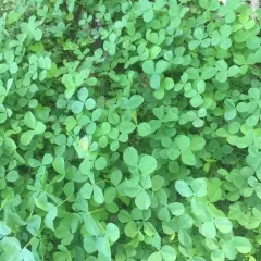 white clover thumbnail 3