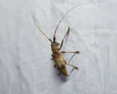 Living Beech Borer thumbnail 3