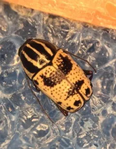 Bi-blotched Cryptocephalus thumbnail 1