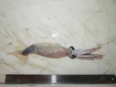 Boreoatlantic Gonate Squid thumbnail 1
