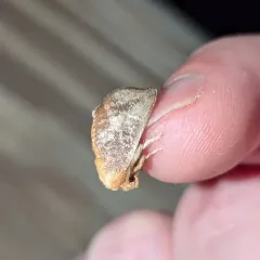 Crowned Slug Moth thumbnail 2