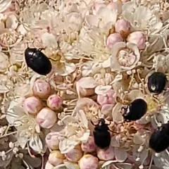 Dark Carpet Beetle thumbnail 4