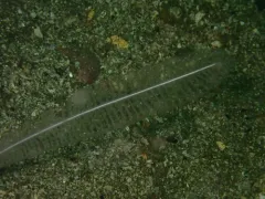 Virgularia bromleyi thumbnail 2
