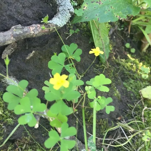 upright yellow woodsorrel