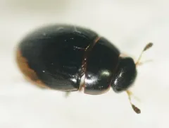 Spot-headed Water Scavenger Beetle thumbnail 2