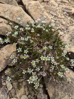 Serpentine Stitchwort thumbnail 4