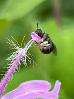 Anomalous Metallic Sweat Bee thumbnail 2