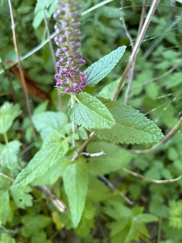 Teucrium hircanicum