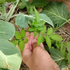 tomato thumbnail 1
