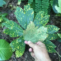 Mayapple Rust thumbnail 2