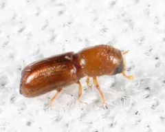 Pityophthorus consimilis thumbnail 2