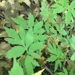 Virginia waterleaf thumbnail 2