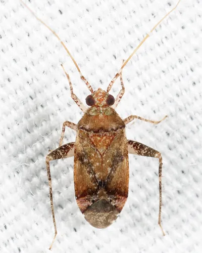 Eastern Juniper Phytocoris