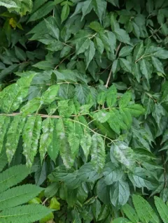 Podosphaera pruinosa thumbnail 2