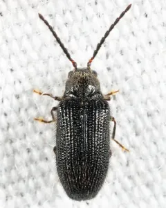 Eurypogon niger thumbnail 2