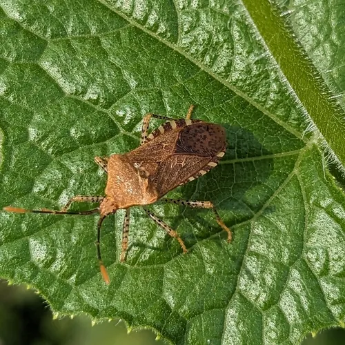 Anasa repetita